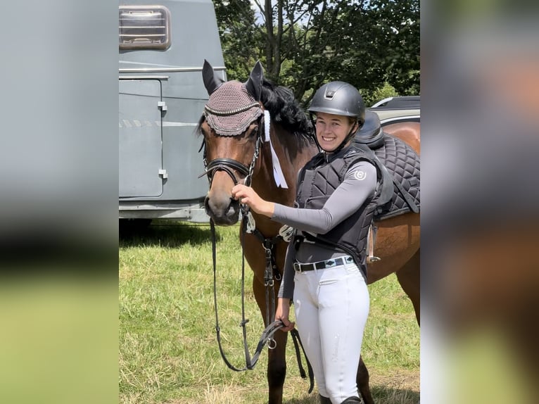 Duitse rijpony Merrie 6 Jaar 149 cm Bruin in TönisvorstTönisvorst