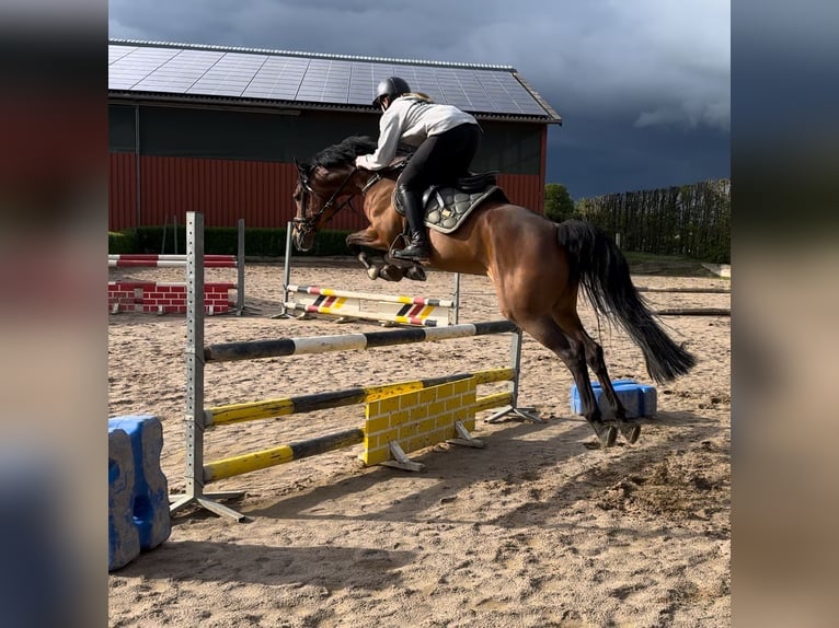 Duitse rijpony Merrie 6 Jaar 149 cm Bruin in TönisvorstTönisvorst