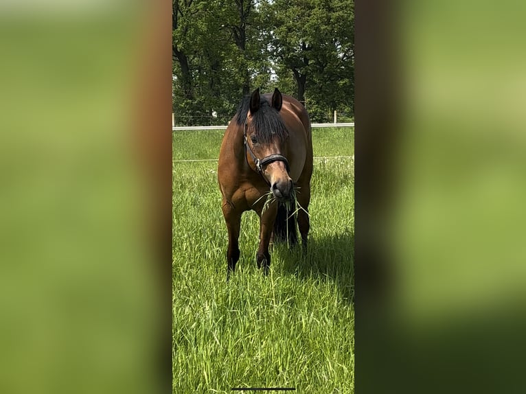 Duitse rijpony Merrie 6 Jaar 149 cm Bruin in TönisvorstTönisvorst