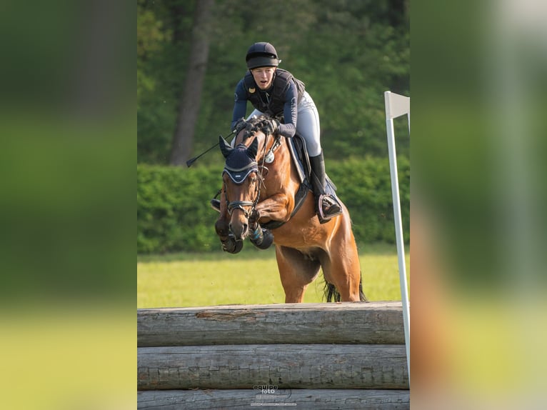 Duitse rijpony Merrie 6 Jaar 149 cm Bruin in TönisvorstTönisvorst