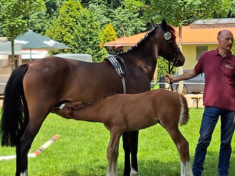 Duitse rijpony Merrie 6 Jaar 150 cm Bruin in Rochlitz