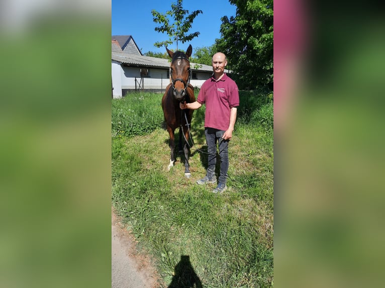 Duitse rijpony Merrie 6 Jaar 150 cm Bruin in Rochlitz