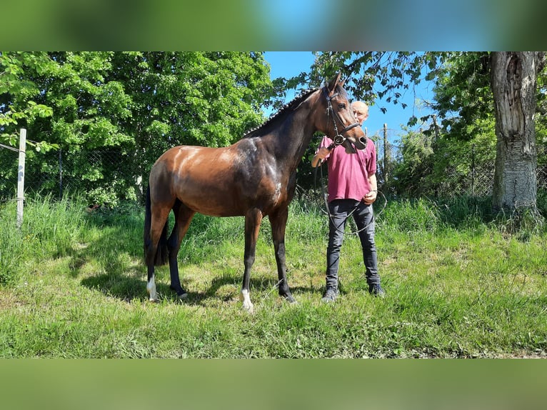 Duitse rijpony Merrie 6 Jaar 150 cm Bruin in Rochlitz