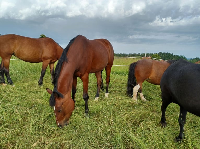 Duitse rijpony Merrie 6 Jaar 150 cm Bruin in Gr&#xFC;nenbach
