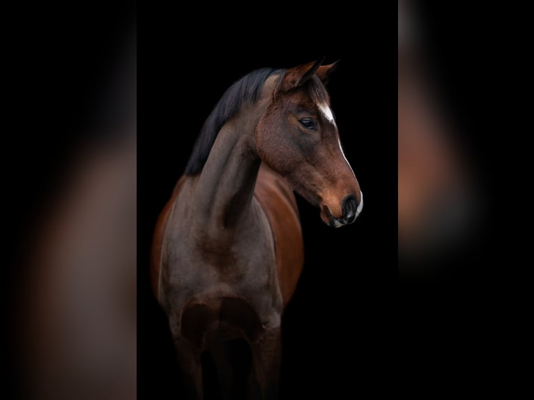 Duitse rijpony Merrie 6 Jaar 151 cm Bruin in Bönebüttel