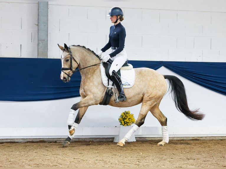 Duitse rijpony Merrie 6 Jaar 151 cm Falbe in Marsberg