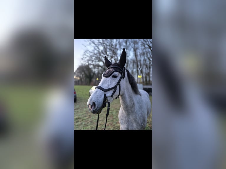 Duitse rijpony Merrie 6 Jaar 152 cm Appelschimmel in Willich