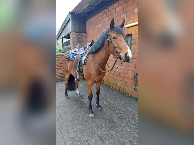 Duitse rijpony Mix Merrie 6 Jaar 152 cm Lichtbruin in Hoogstede