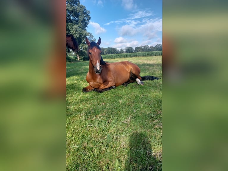 Duitse rijpony Mix Merrie 6 Jaar 152 cm Lichtbruin in Hoogstede