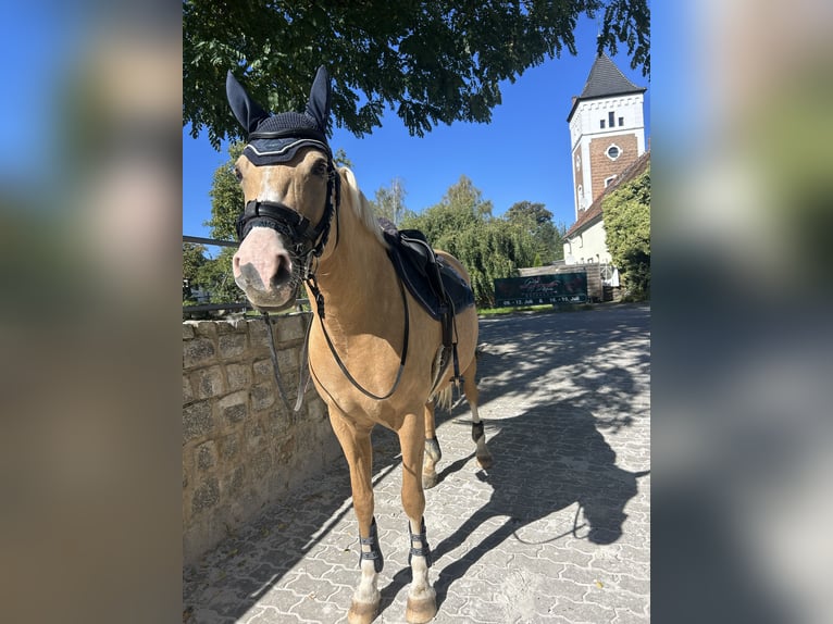 Duitse rijpony Merrie 6 Jaar 152 cm Palomino in GörlitzGörlitz