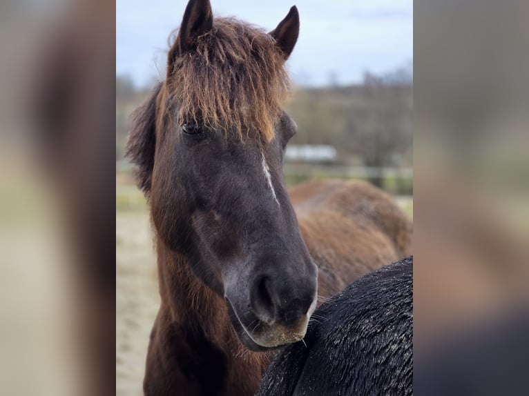 Duitse rijpony Merrie 6 Jaar 152 cm Roodvos in Ulrichstein