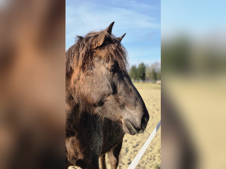 Duitse rijpony Merrie 6 Jaar 152 cm Roodvos in Ulrichstein