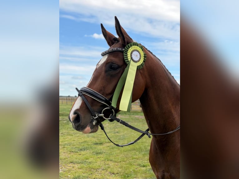Duitse rijpony Merrie 6 Jaar 153 cm Bruin in Bönebüttel