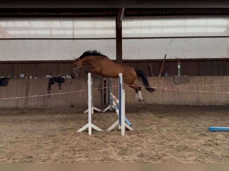Duitse rijpony Merrie 6 Jaar 153 cm Bruin in Seeth-Ekholt