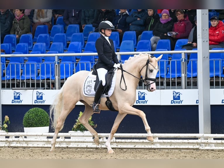 Duitse rijpony Merrie 6 Jaar 153 cm Palomino in Jüchen