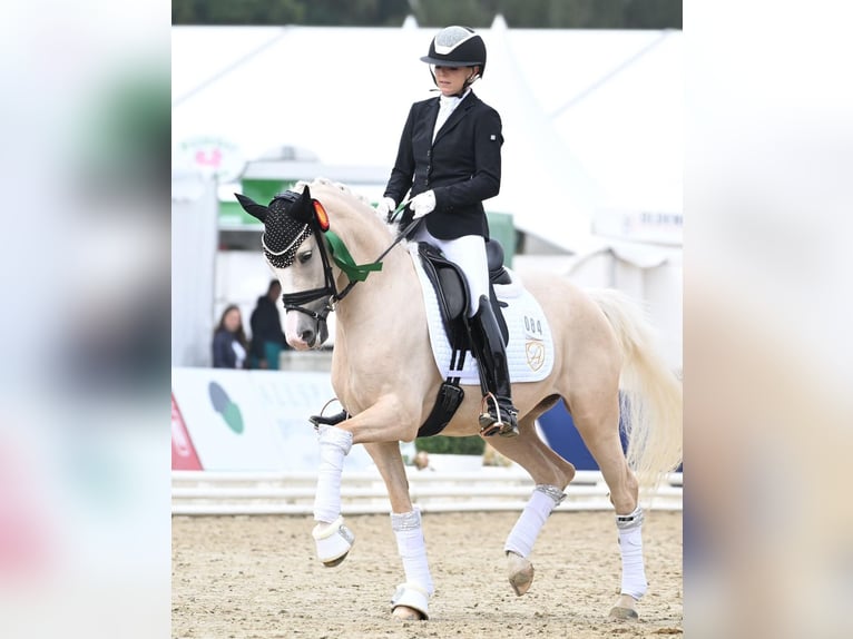 Duitse rijpony Merrie 6 Jaar 153 cm Palomino in Jüchen