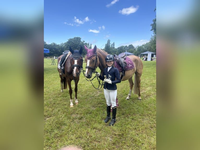 Duitse rijpony Merrie 6 Jaar 153 cm Vos in Burgdorf