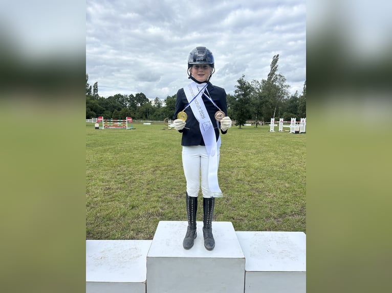 Duitse rijpony Merrie 6 Jaar 153 cm Vos in Burgdorf