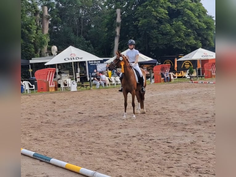 Duitse rijpony Merrie 6 Jaar 153 cm Vos in Burgdorf