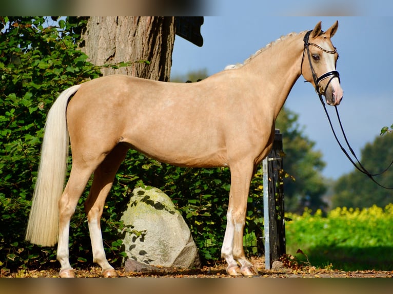 Duitse rijpony Merrie 6 Jaar 154 cm Palomino in Stuhr