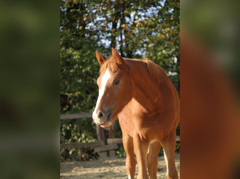 Duitse rijpony Merrie 6 Jaar 155 cm Vos in Billigheim