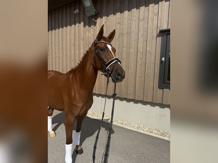 Duitse rijpony Merrie 6 Jaar 155 cm Vos in Gampern