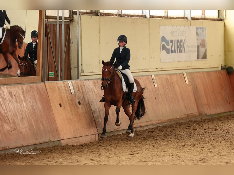 Duitse rijpony Merrie 6 Jaar 156 cm Bruin in Ober-Ramstadt