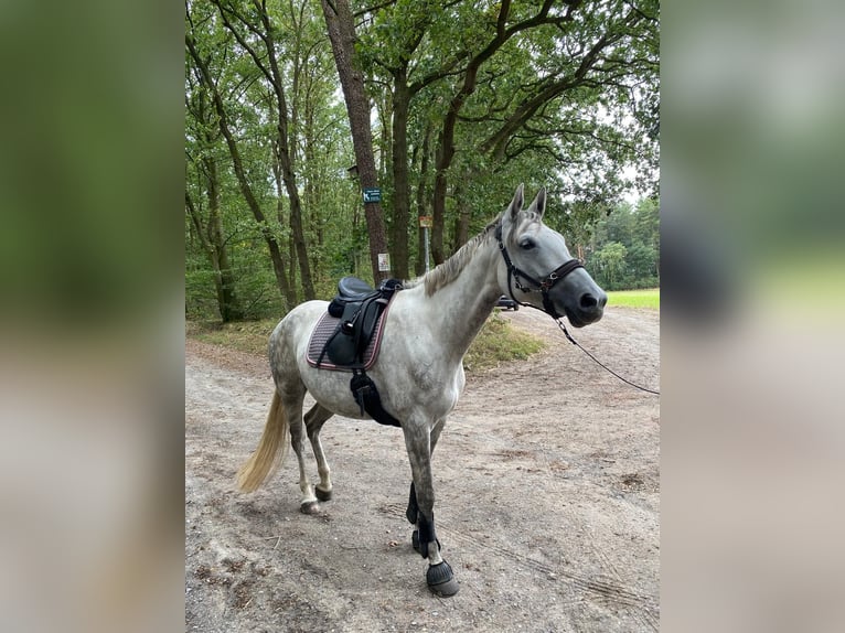 Duitse rijpony Merrie 6 Jaar 160 cm Appelschimmel in Stuhr