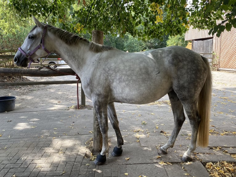 Duitse rijpony Merrie 6 Jaar 160 cm Appelschimmel in Stuhr