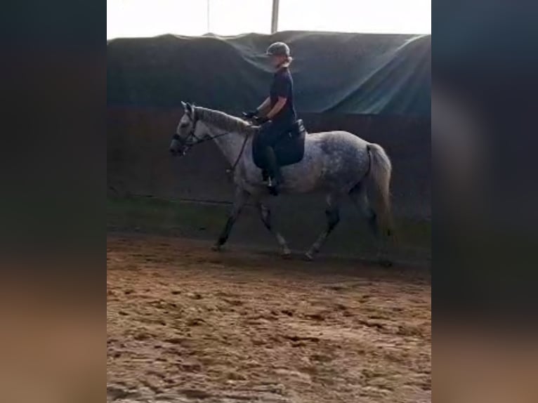 Duitse rijpony Merrie 6 Jaar 160 cm Appelschimmel in Stuhr
