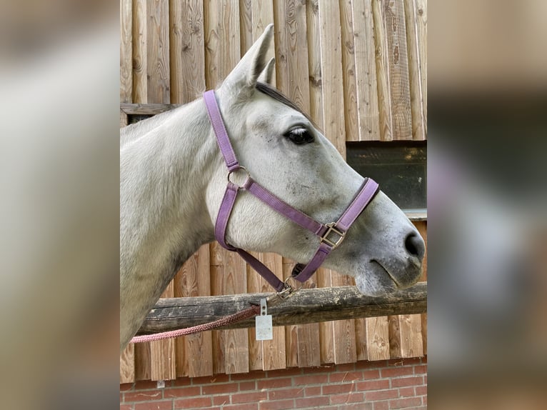 Duitse rijpony Merrie 6 Jaar 160 cm Appelschimmel in Stuhr