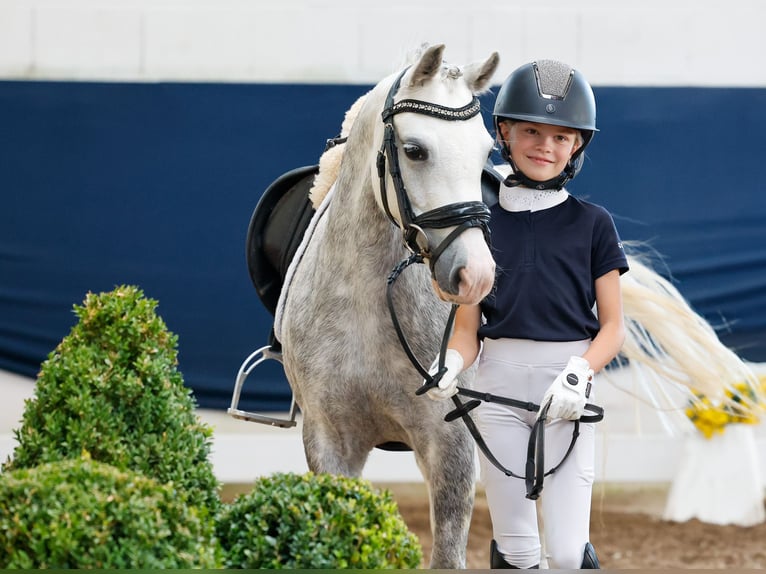 Duitse rijpony Merrie 7 Jaar 121 cm Schimmel in Marsberg