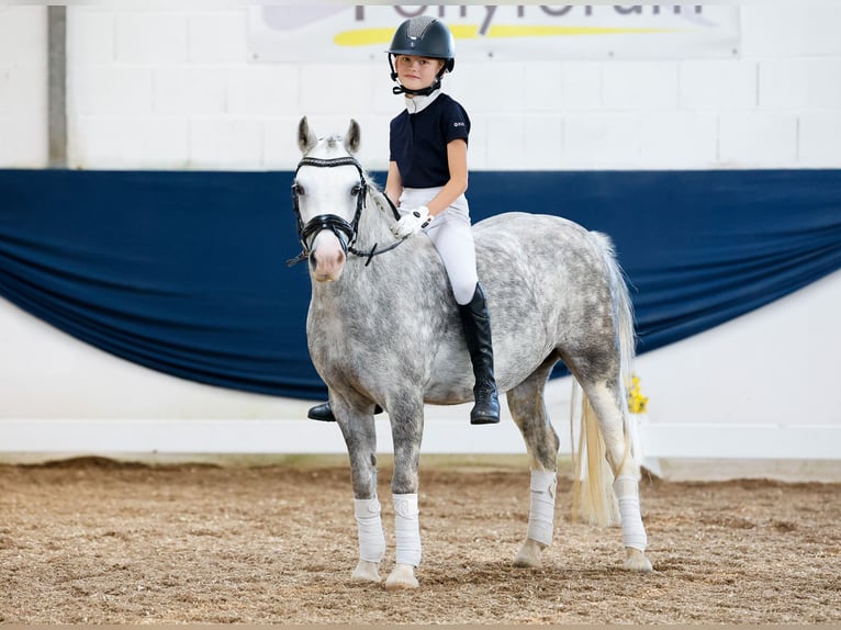 Duitse rijpony Merrie 7 Jaar 121 cm Schimmel in Marsberg