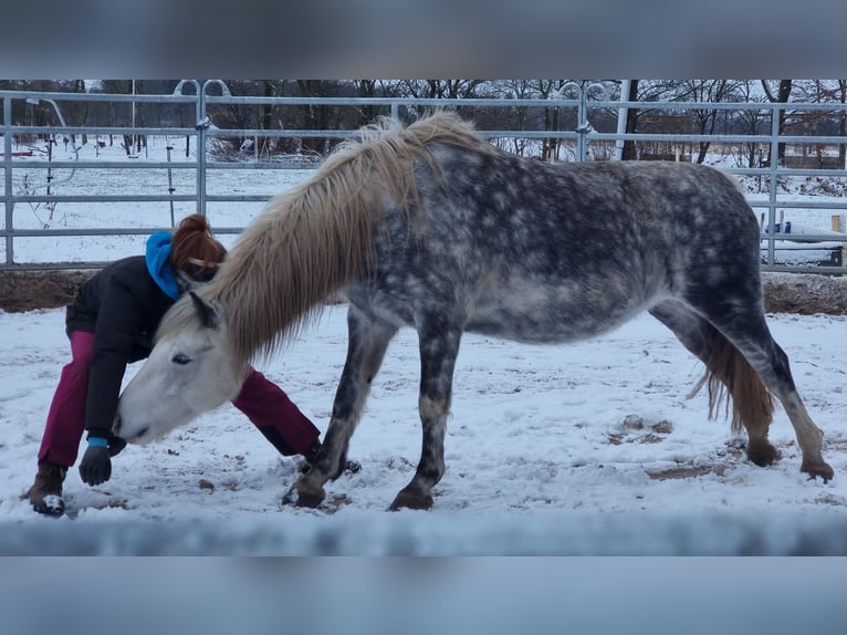 Duitse rijpony Mix Merrie 7 Jaar 140 cm Appelschimmel in Löwenstedt