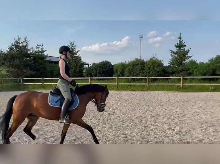 Duitse rijpony Merrie 7 Jaar 140 cm Bruin in Polsingen