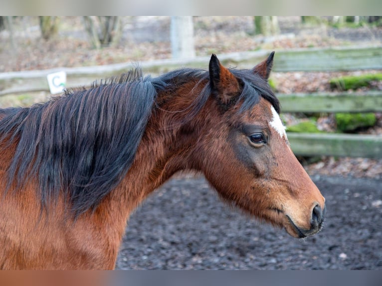 Duitse rijpony Merrie 7 Jaar 140 cm Bruin in Haselbachtal