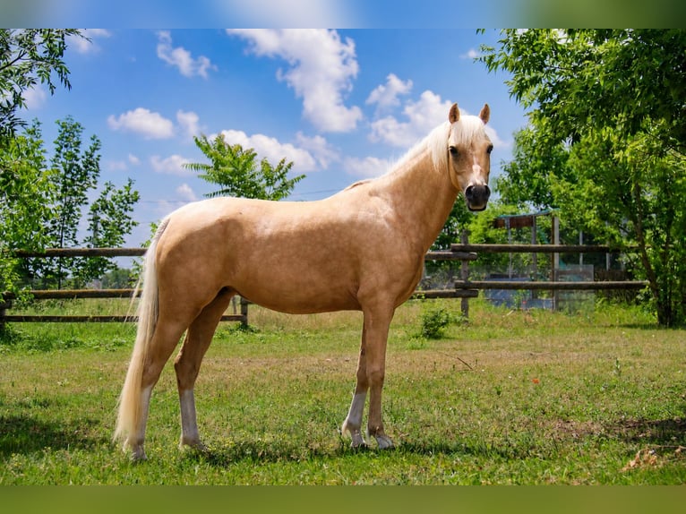 Duitse rijpony Merrie 7 Jaar 141 cm Palomino in Himberg