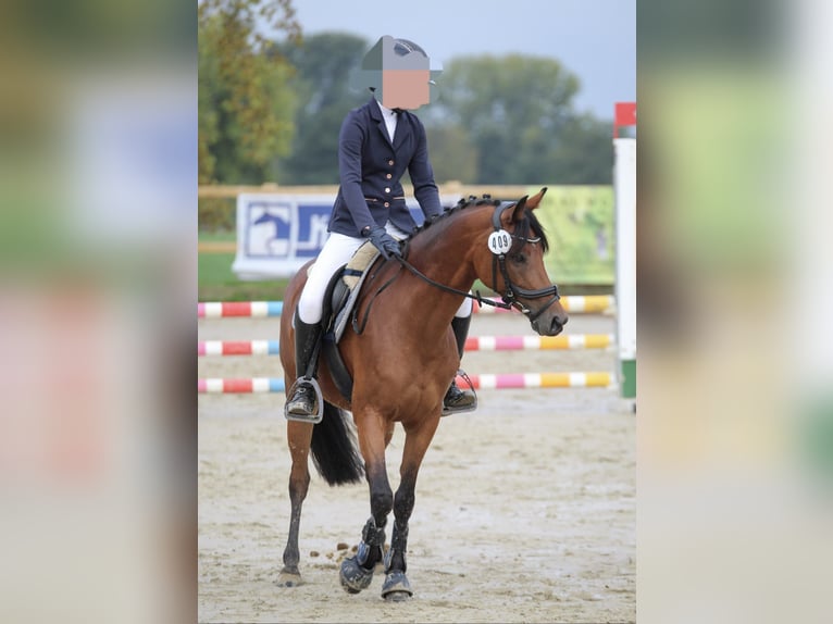 Duitse rijpony Merrie 7 Jaar 142 cm Bruin in Langenberg