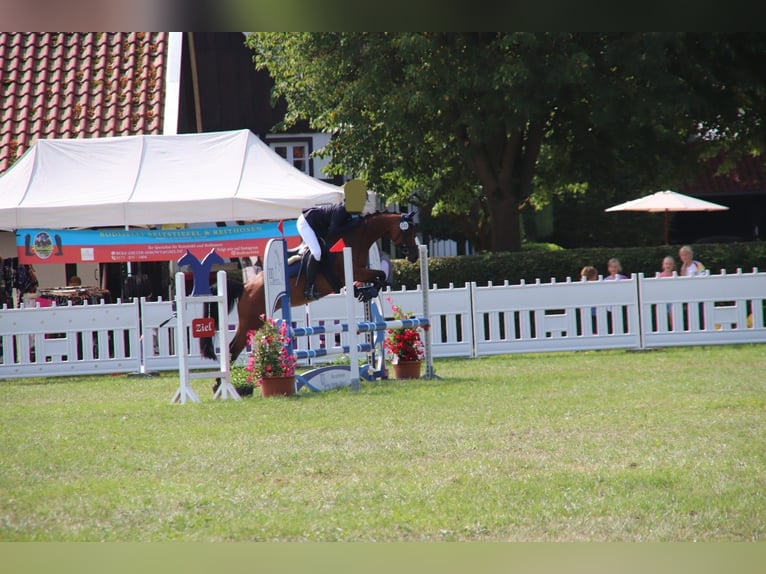 Duitse rijpony Merrie 7 Jaar 142 cm Bruin in Langenberg