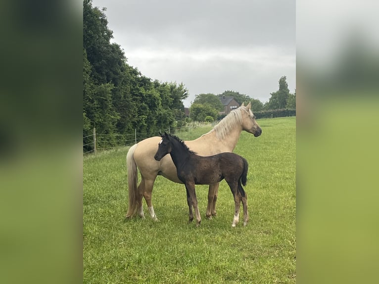 Duitse rijpony Merrie 7 Jaar 142 cm Dunalino in Neuss