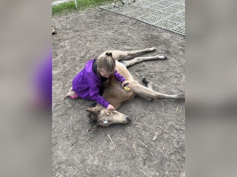 Duitse rijpony Merrie 7 Jaar 142 cm Dunalino in Neuss