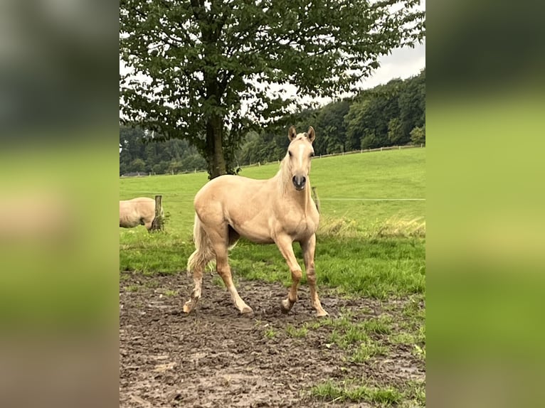 Duitse rijpony Merrie 7 Jaar 142 cm Dunalino in Neuss