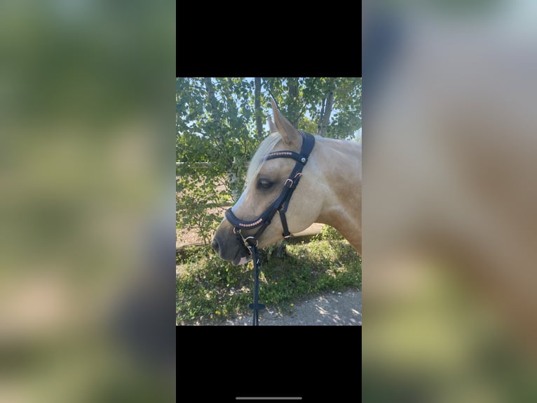 Duitse rijpony Merrie 7 Jaar 142 cm Palomino in Kematen an der Krems