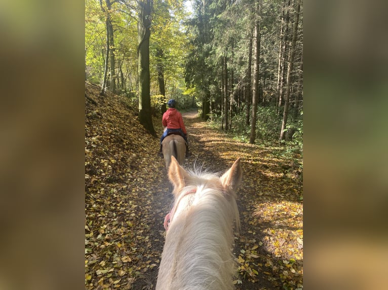 Duitse rijpony Merrie 7 Jaar 142 cm Palomino in Kematen an der Krems