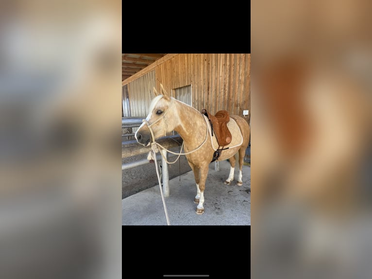 Duitse rijpony Merrie 7 Jaar 142 cm Palomino in Kematen