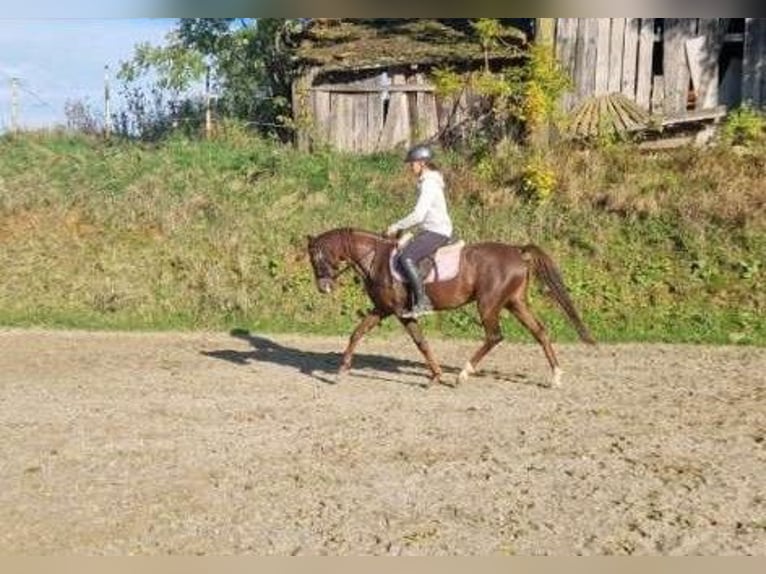 Duitse rijpony Merrie 7 Jaar 142 cm Vos in Hammersedt