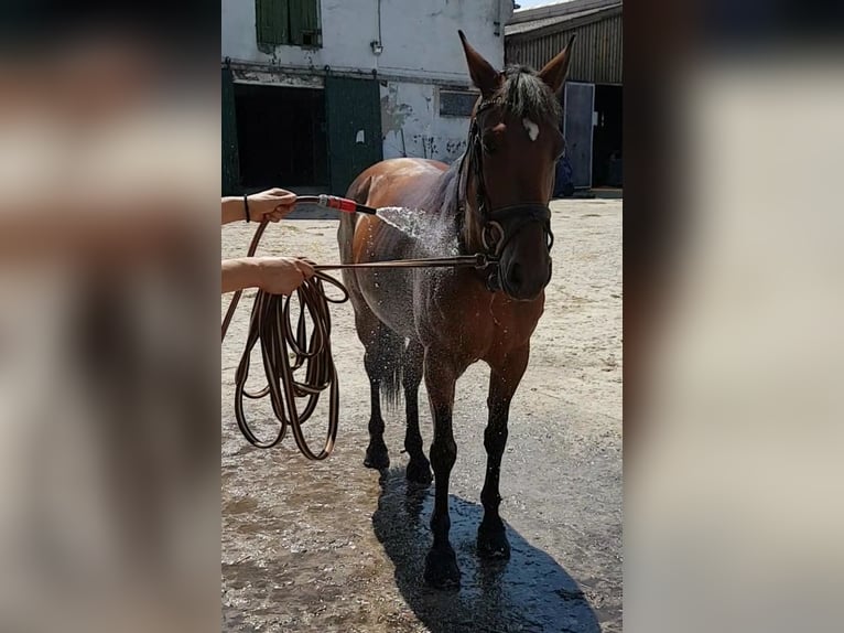 Duitse rijpony Mix Merrie 7 Jaar 143 cm Bruin in Berlin