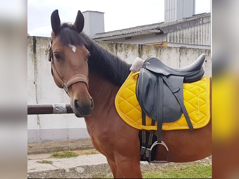 Duitse rijpony Mix Merrie 7 Jaar 143 cm Bruin in Berlin