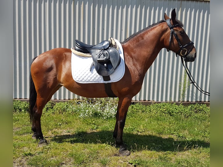 Duitse rijpony Mix Merrie 7 Jaar 143 cm Bruin in Berlin