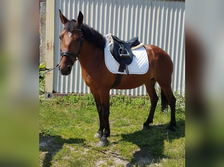 Duitse rijpony Mix Merrie 7 Jaar 143 cm Bruin in Berlin